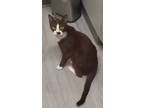 Adopt Fancy a All Black Domestic Shorthair / Domestic Shorthair / Mixed cat in
