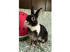 Adopt Brighton a Black Silver Marten / Mixed (short coat) rabbit in Livermore