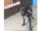 Adopt Karrigan a Black Patterdale Terrier (Fell Terrier) / Mixed dog in