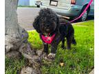 Adopt Nicky a Black Poodle (Miniature) / Mixed dog in Encino, CA (38505125)