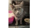 Adopt Professor McGongagall a Gray or Blue (Mostly) Domestic Shorthair (short