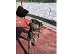 Adopt Ila a Brindle Jindo / Mixed dog in Duluth, GA (38505512)