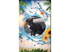 Adopt Bootsy a Black & White or Tuxedo Domestic Shorthair (short coat) cat in