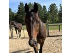 Adopt Utah a Warmblood / Mixed horse in FREEPORT, FL (38505861)