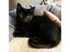 Adopt Hopps a All Black Domestic Shorthair / Mixed cat in Chattanooga