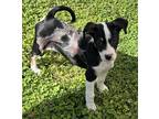 Adopt Felicity a Black - with White Australian Shepherd / Mixed dog in El