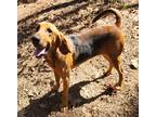 Adopt Maggie a Red/Golden/Orange/Chestnut - with Black Bloodhound / Mixed dog in