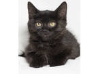 Adopt Willie a All Black Domestic Shorthair / Domestic Shorthair / Mixed cat in