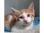 Adopt Sherbet a Orange or Red Domestic Shorthair (short coat) cat in