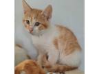 Adopt Kool-Aid a Orange or Red (Mostly) Domestic Shorthair (short coat) cat in