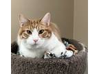 Adopt Tango a Orange or Red (Mostly) Domestic Shorthair (short coat) cat in