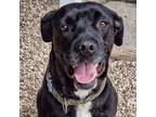 Adopt Barney a Black Rottweiler / Mixed Breed (Medium) / Mixed dog in Patchogue