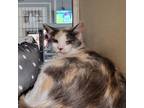 Adopt Delta a Calico or Dilute Calico Domestic Shorthair / Mixed cat in Chatham