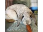Adopt Honey Bunny a Lop, Holland / Mixed rabbit in Middletown, NY (38506539)
