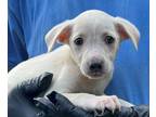 Adopt Lacey a Tan/Yellow/Fawn - with White Labrador Retriever / Australian