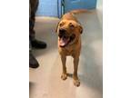 Adopt Spencer a Red/Golden/Orange/Chestnut - with Black Labrador Retriever /