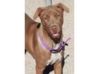 Adopt Coco/athena* a Brown/Chocolate Rhodesian Ridgeback / Mastiff dog in