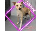 Adopt Tammy a White - with Red, Golden, Orange or Chestnut Parson Russell