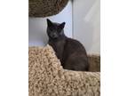 Adopt Allie a Gray or Blue Domestic Shorthair / Domestic Shorthair / Mixed cat