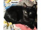 Adopt Hondo a All Black Domestic Shorthair / Domestic Shorthair / Mixed cat in