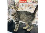 Adopt Padme a Gray or Blue Domestic Shorthair / Domestic Shorthair / Mixed cat