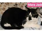Adopt Mara Jade a All Black Domestic Shorthair / Domestic Shorthair / Mixed cat