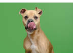 Adopt Kaos a Tan/Yellow/Fawn Great Dane / American Pit Bull Terrier / Mixed dog