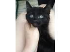 Adopt Laika a Black (Mostly) Domestic Longhair (long coat) cat in Millerton