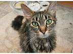 Adopt Saffron a Brown Tabby Domestic Longhair (long coat) cat in Oceanside