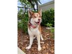 Adopt Oakley a Red/Golden/Orange/Chestnut - with White Siberian Husky / Mixed