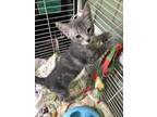 Adopt Skye a Gray or Blue Domestic Mediumhair / Mixed (long coat) cat in