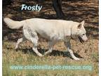 Adopt Frosty a White Husky / Shepherd (Unknown Type) dog in Mission