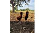 Golden Laced Polish Roosters
