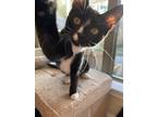 Adopt Roxie a Black & White or Tuxedo Domestic Shorthair / Mixed cat in