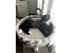 Adopt Bean a Domestic Longhair (long coat) cat in Calimesa, CA (38508225)