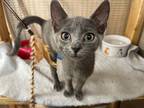 Adopt Kitten Maize a Gray or Blue Domestic Shorthair (long coat) cat in Crescent