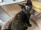 Adopt Kitten Asia a Black (Mostly) Domestic Shorthair (short coat) cat in