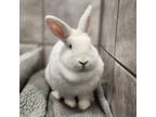 Adopt GWEN STEBUNNY a American / Mixed rabbit in Las Vegas, NV (38508338)