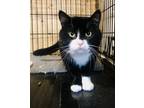 Adopt Sylvester a Black & White or Tuxedo Domestic Shorthair (short coat) cat in