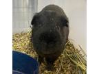 Adopt Pedro a Guinea Pig small animal in Gainesville, FL (38508973)