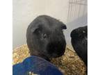 Adopt Pablo a Guinea Pig small animal in Gainesville, FL (38508974)