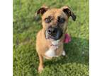Adopt Charleigh a Brown/Chocolate Boxer / Mixed dog in Lynchburg, VA (38491874)