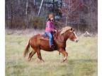 Johnny Cash~Gorgeous*Gentle*Fun*Jumping/Lesson/Family/Trail Draft Cross