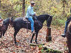 14.3 Amazing Smokey Black Trail Horse