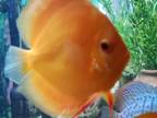 Discus Fish for Sale