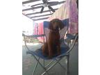 Vendo perro sabueso bloodhound dog 5 months old