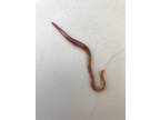 Red Worms / Composting Worms