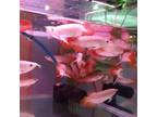 Super red arowana, Asian red arowana,24K golden arowana and chili Red Arowana