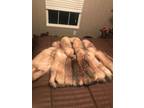 Beautiful Crystal Fox Stroller Style Fur Coat