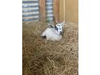 Bottle Baby Pygmy Goats